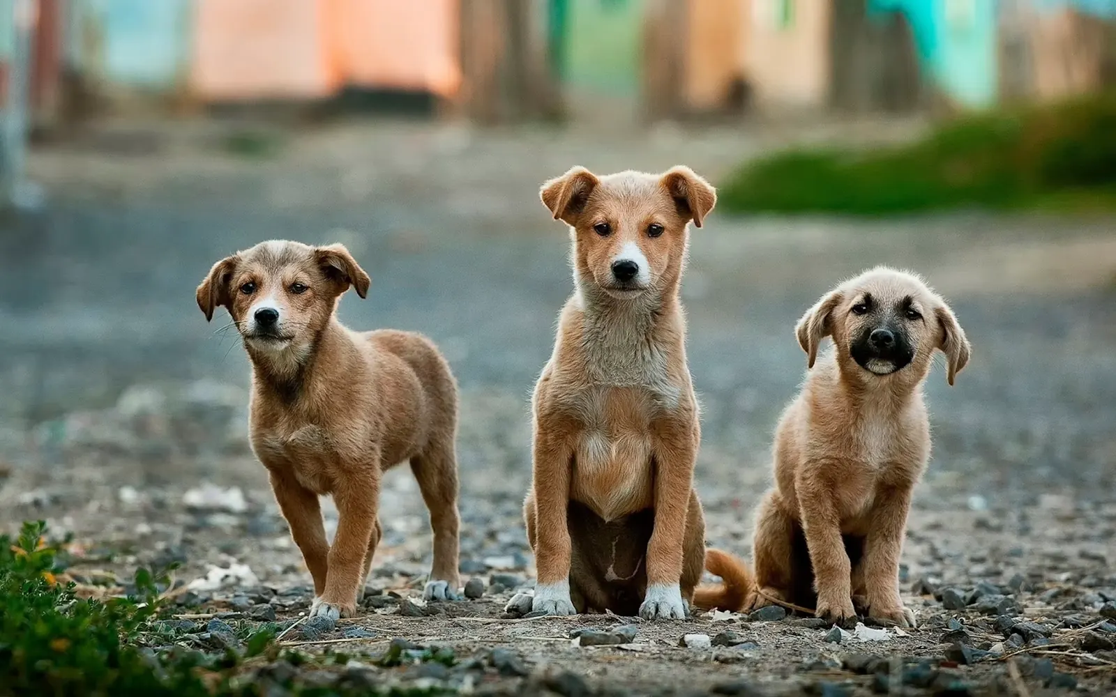 外で遊ぶ犬たち