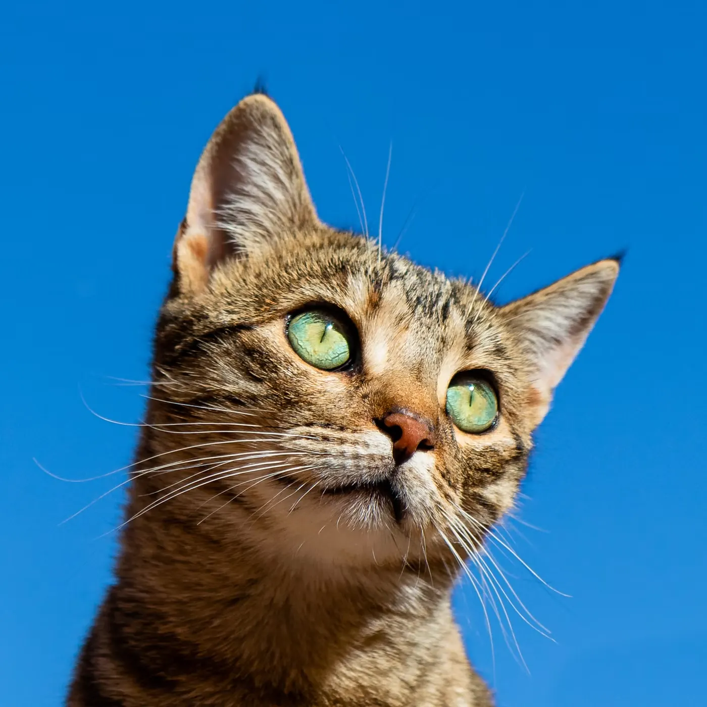 猫のポートレート