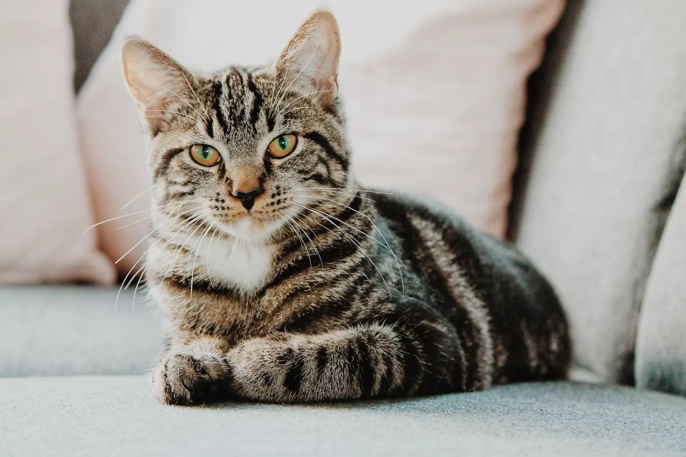 窓辺の猫