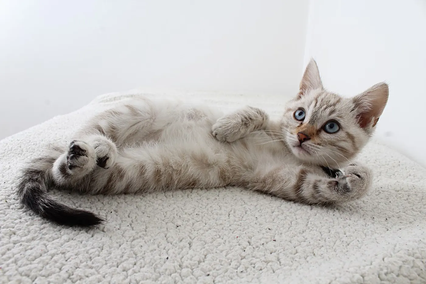 白とグレーの子猫