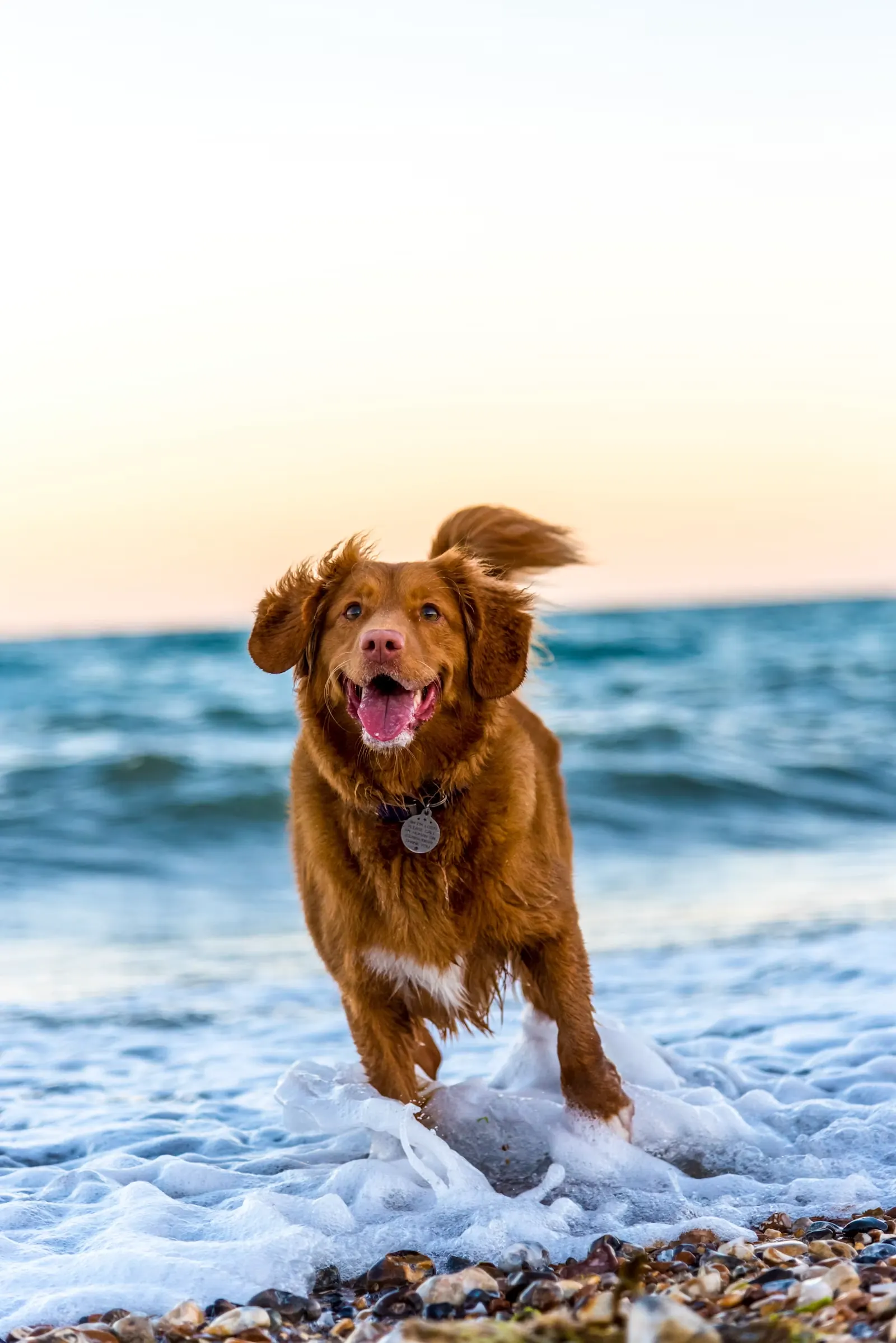 水辺を走る犬
