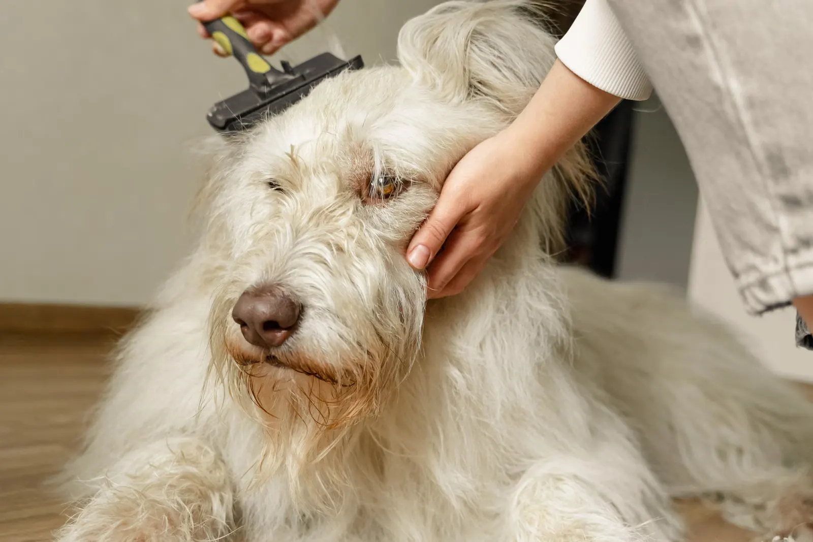 犬をブラッシングする手元