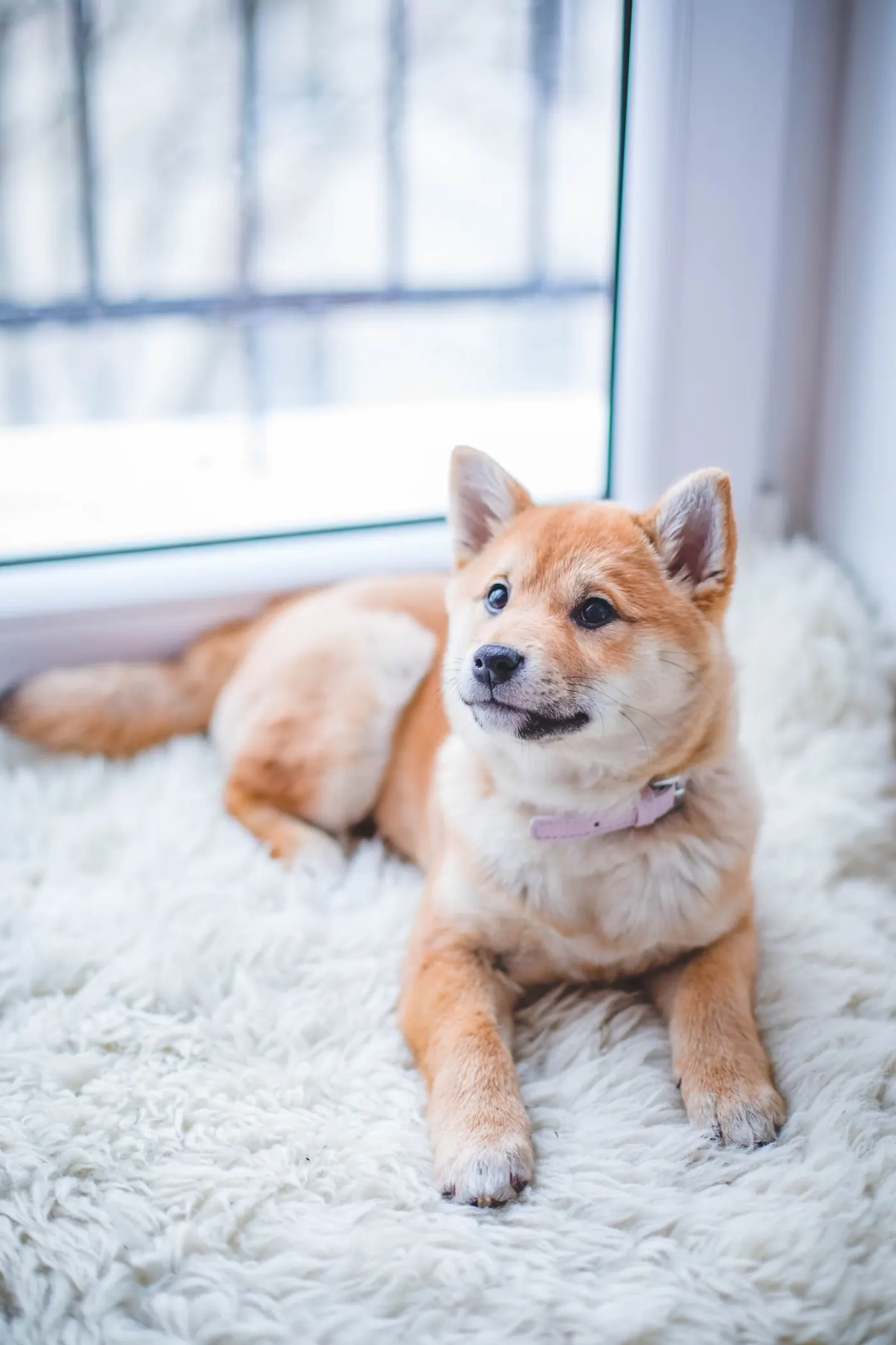 穏やかな表情の犬のポートレート