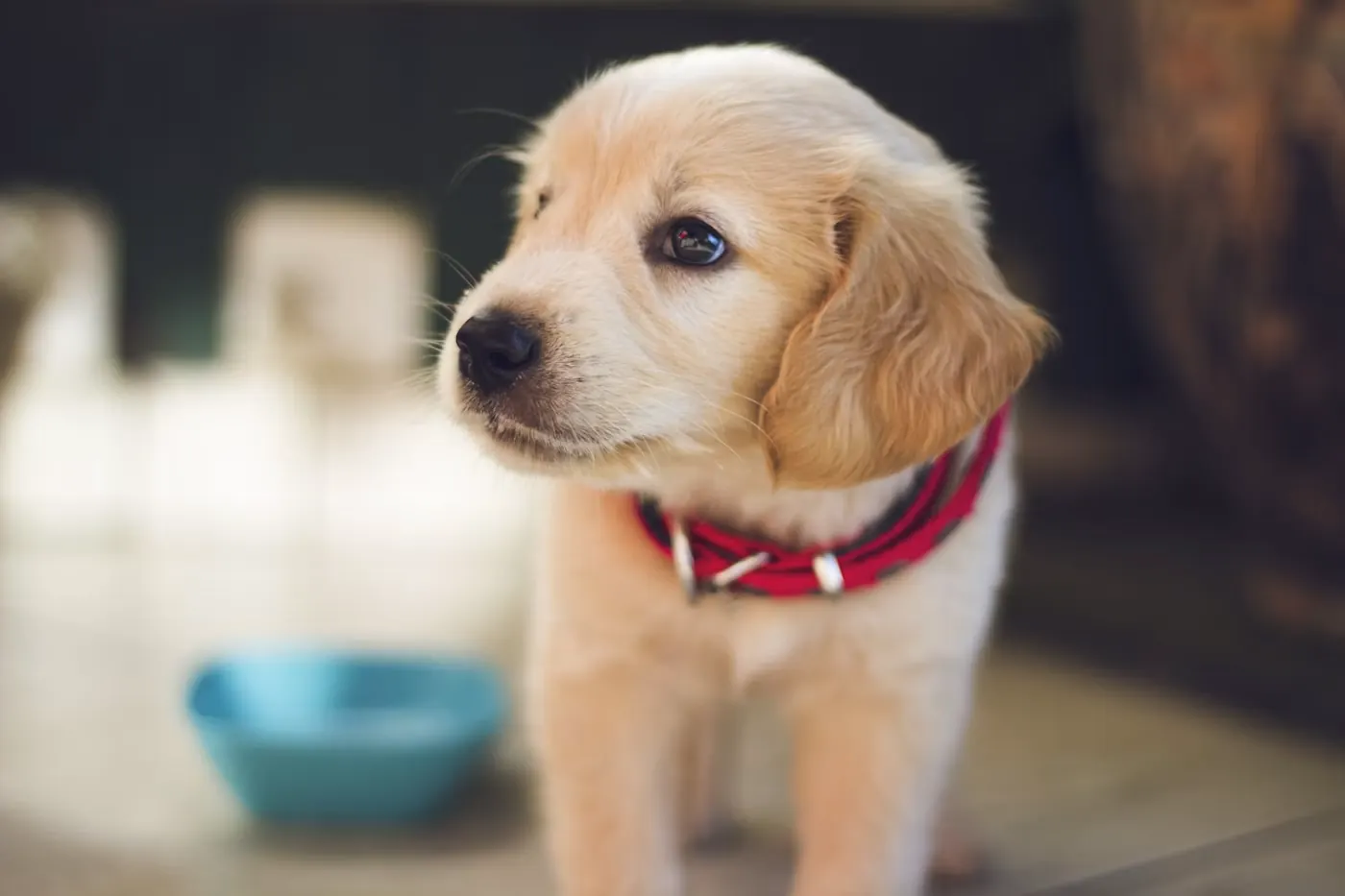 白い子犬のポートレート