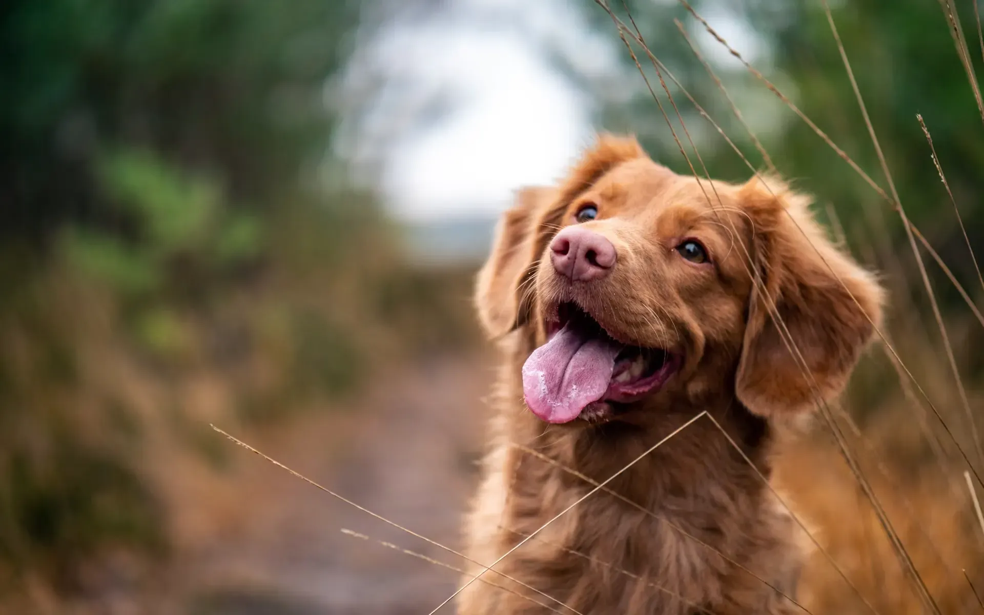自然の中で微笑む犬