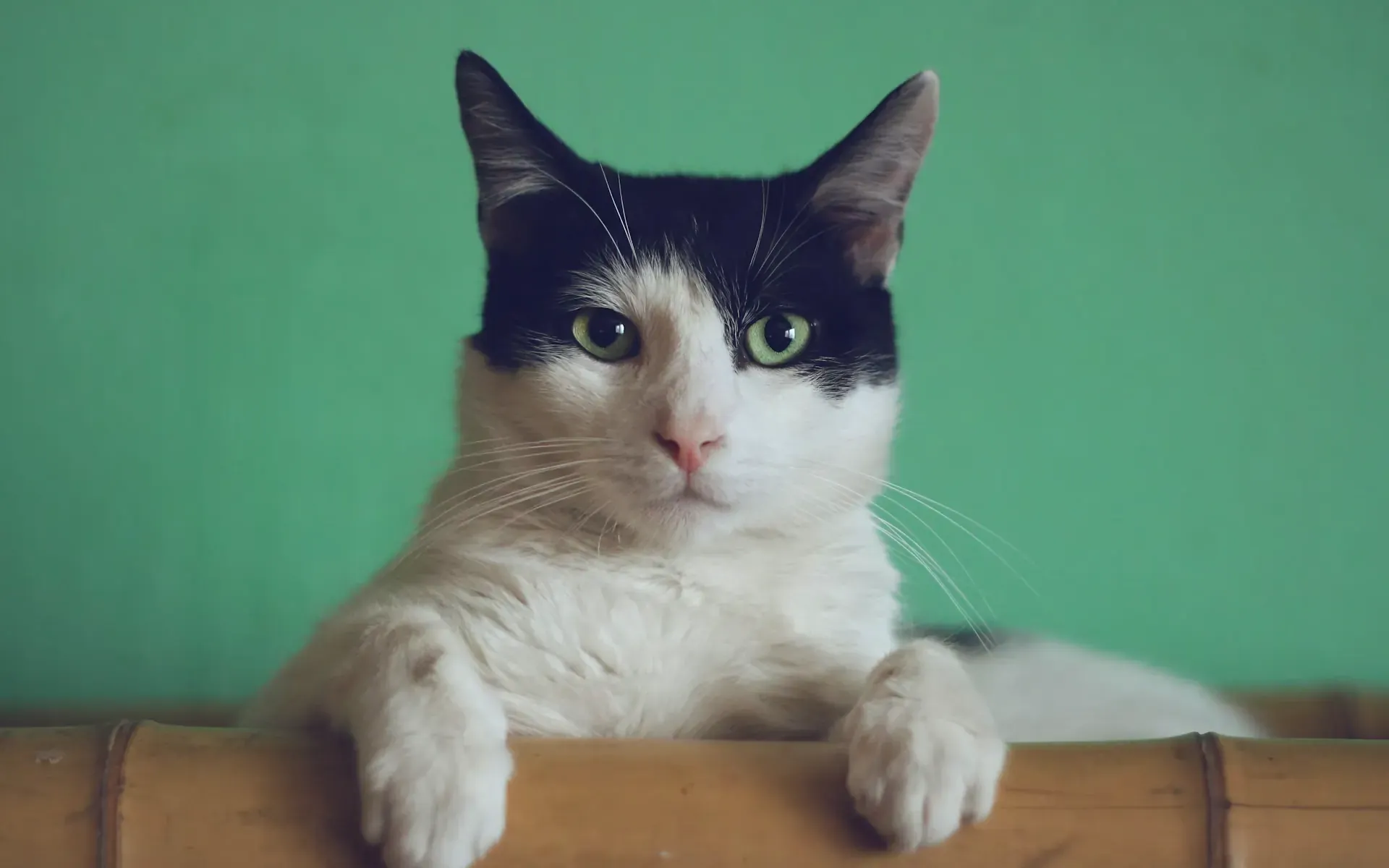 竹の柵に前足を乗せて見つめる白黒の猫