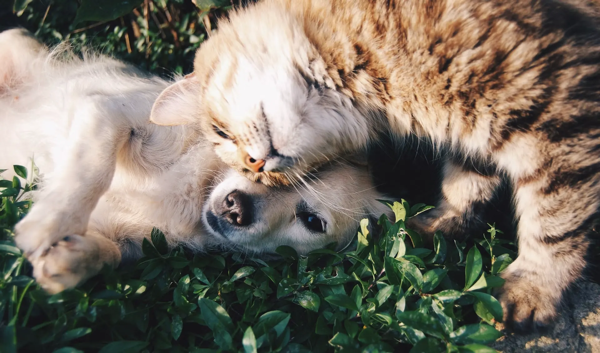 緑の葉の上で寄り添う犬と猫のライフスタイル写真