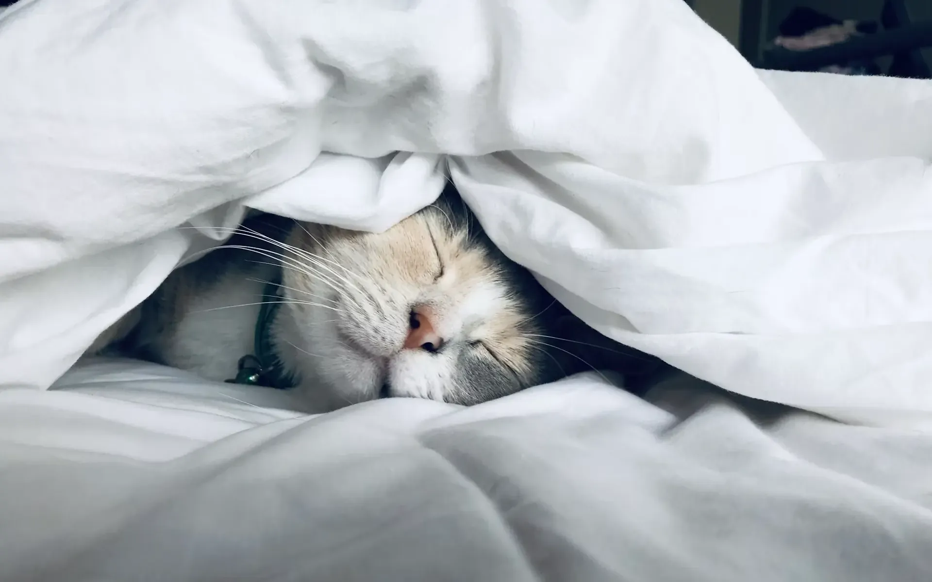 白い布団の中で眠る猫