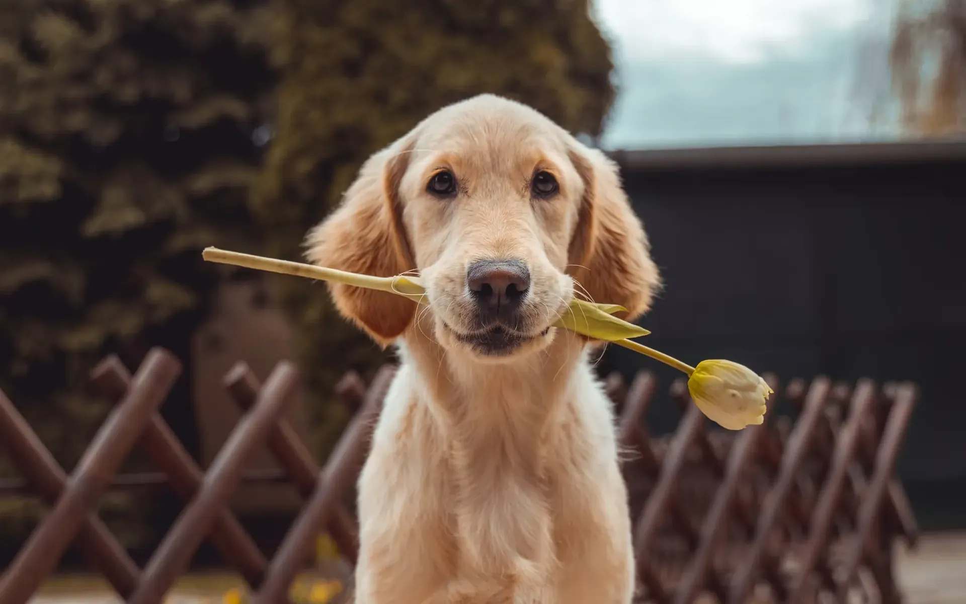 チューリップをくわえるゴールデンレトリバーの子犬