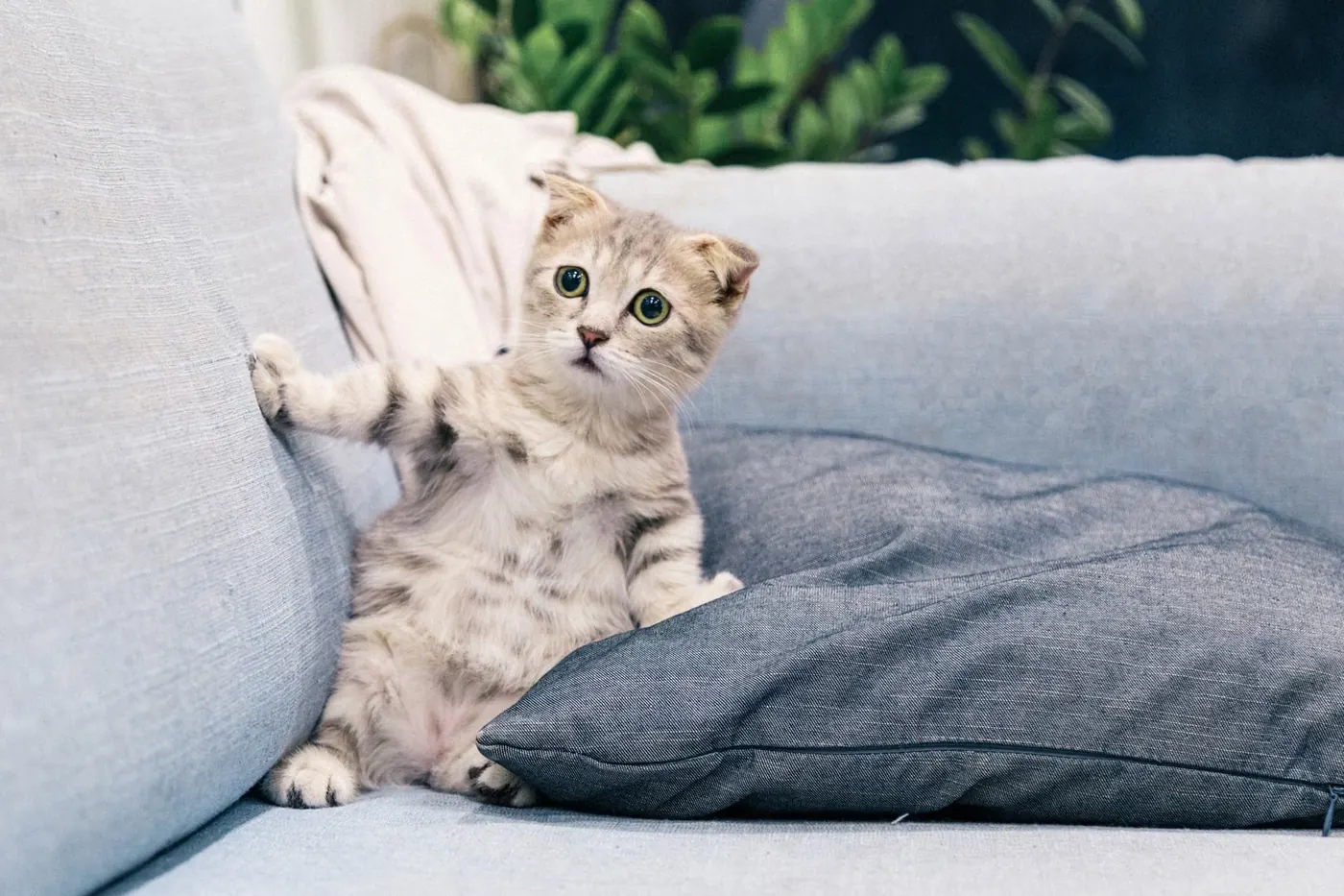 猫と暮らす部屋