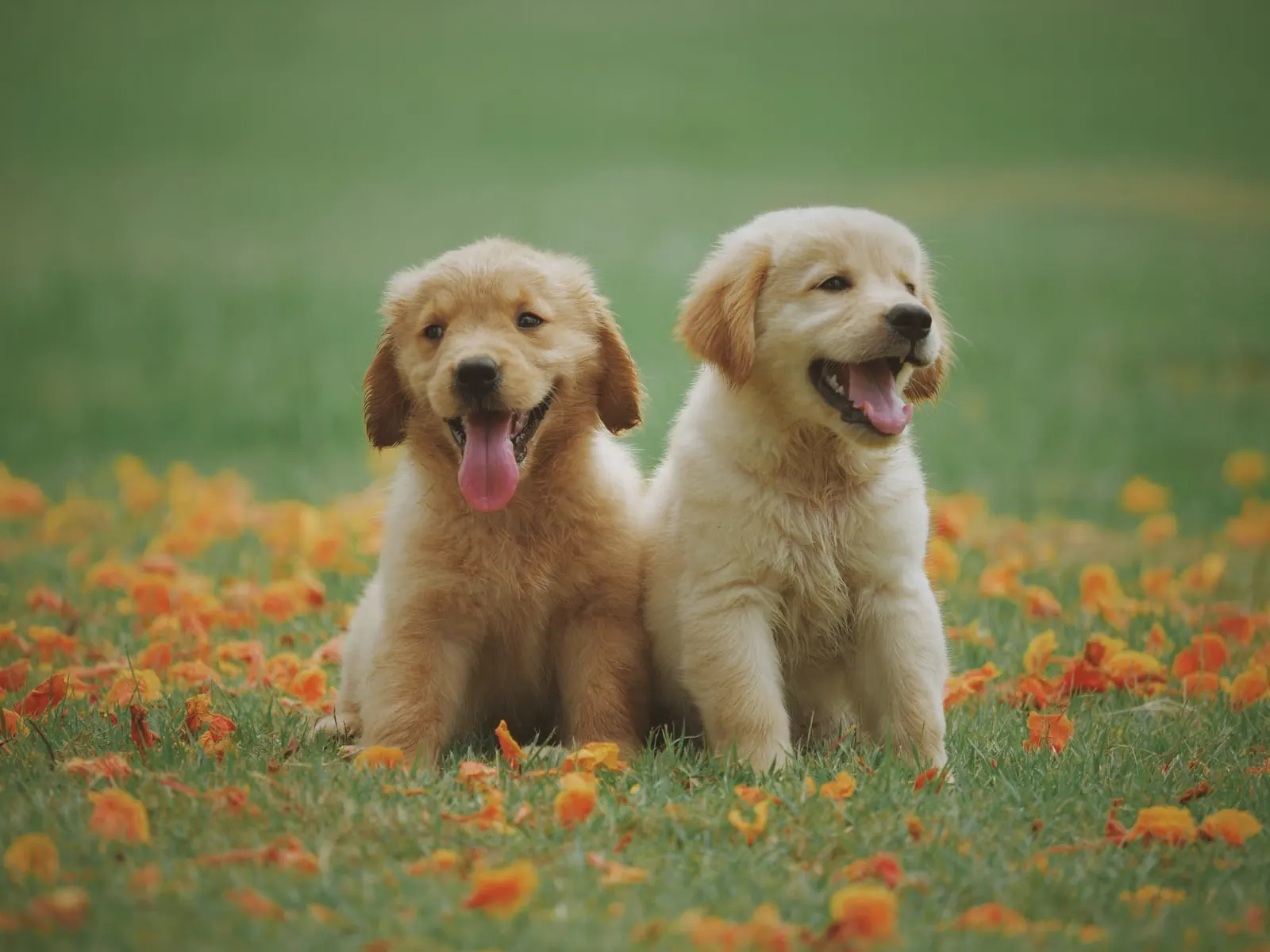 休日に自然の中で過ごす犬