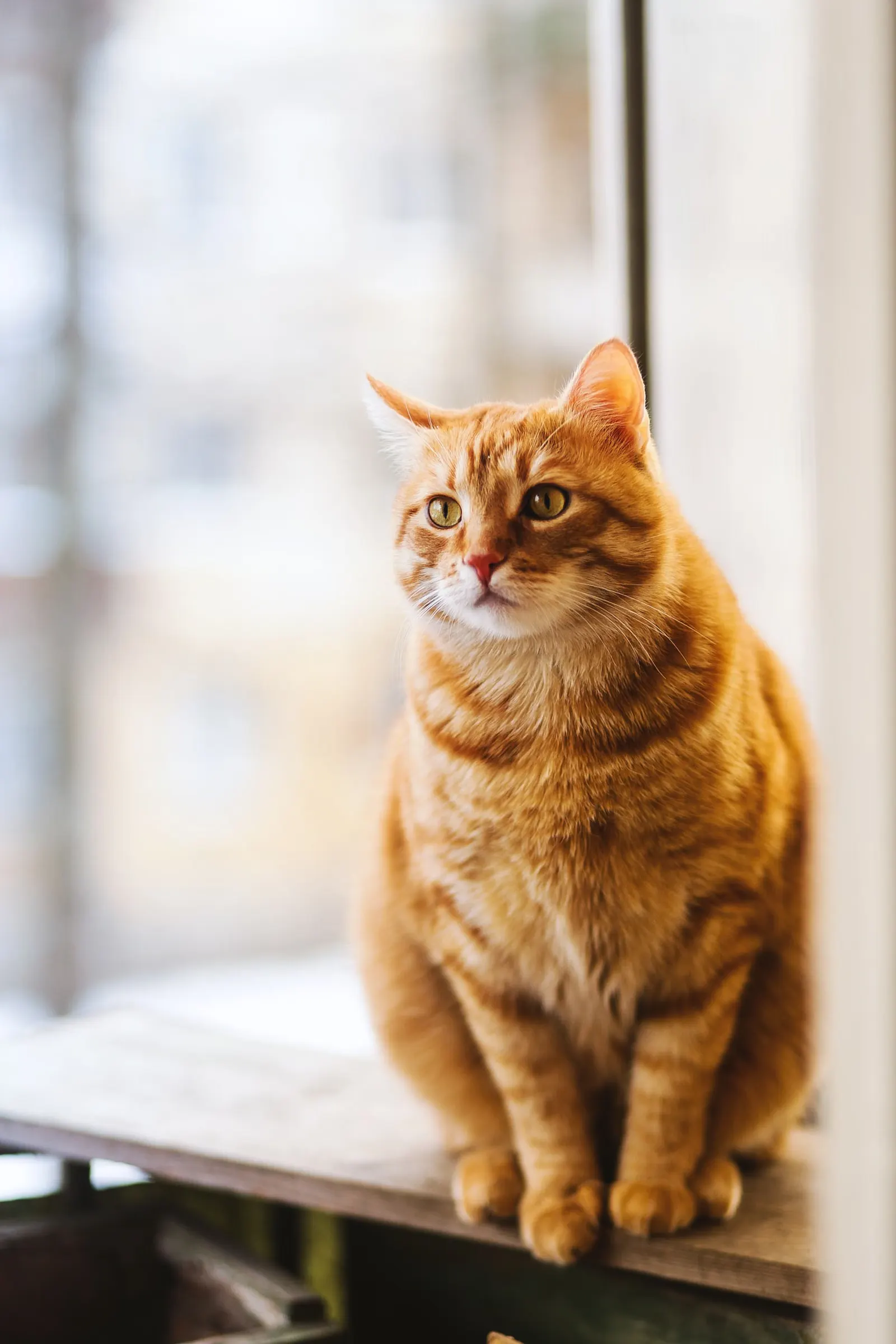 室内の猫