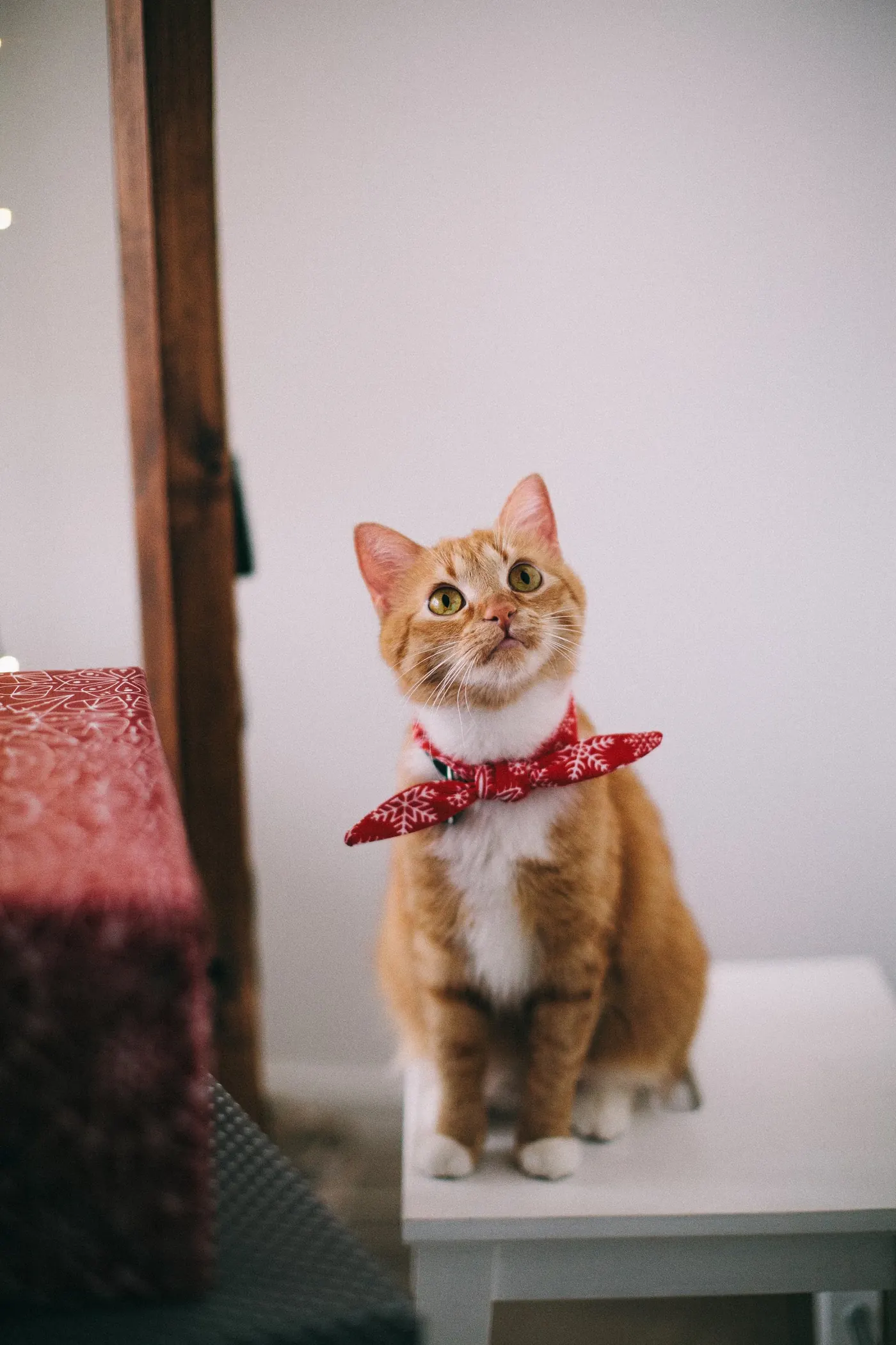 休息する猫
