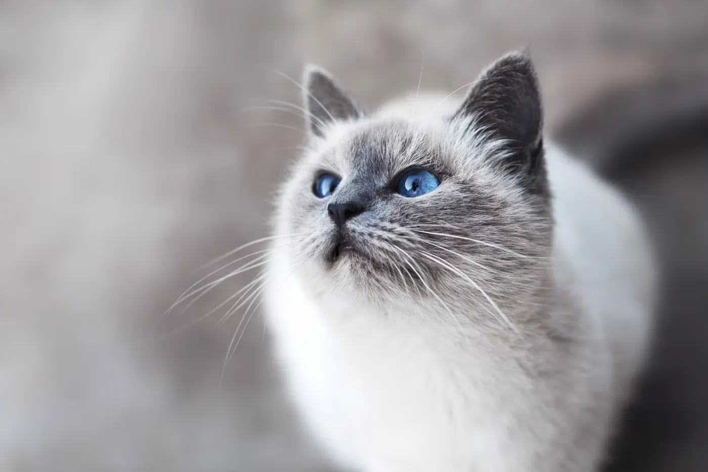 穏やかに休む猫