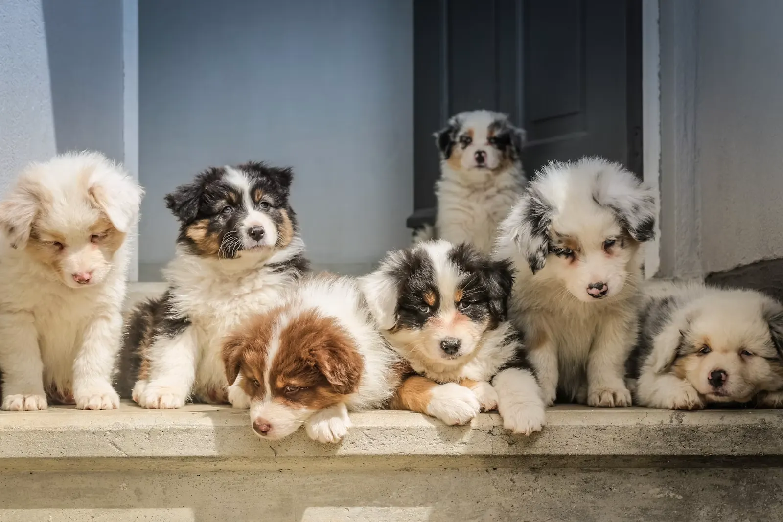 車の犬