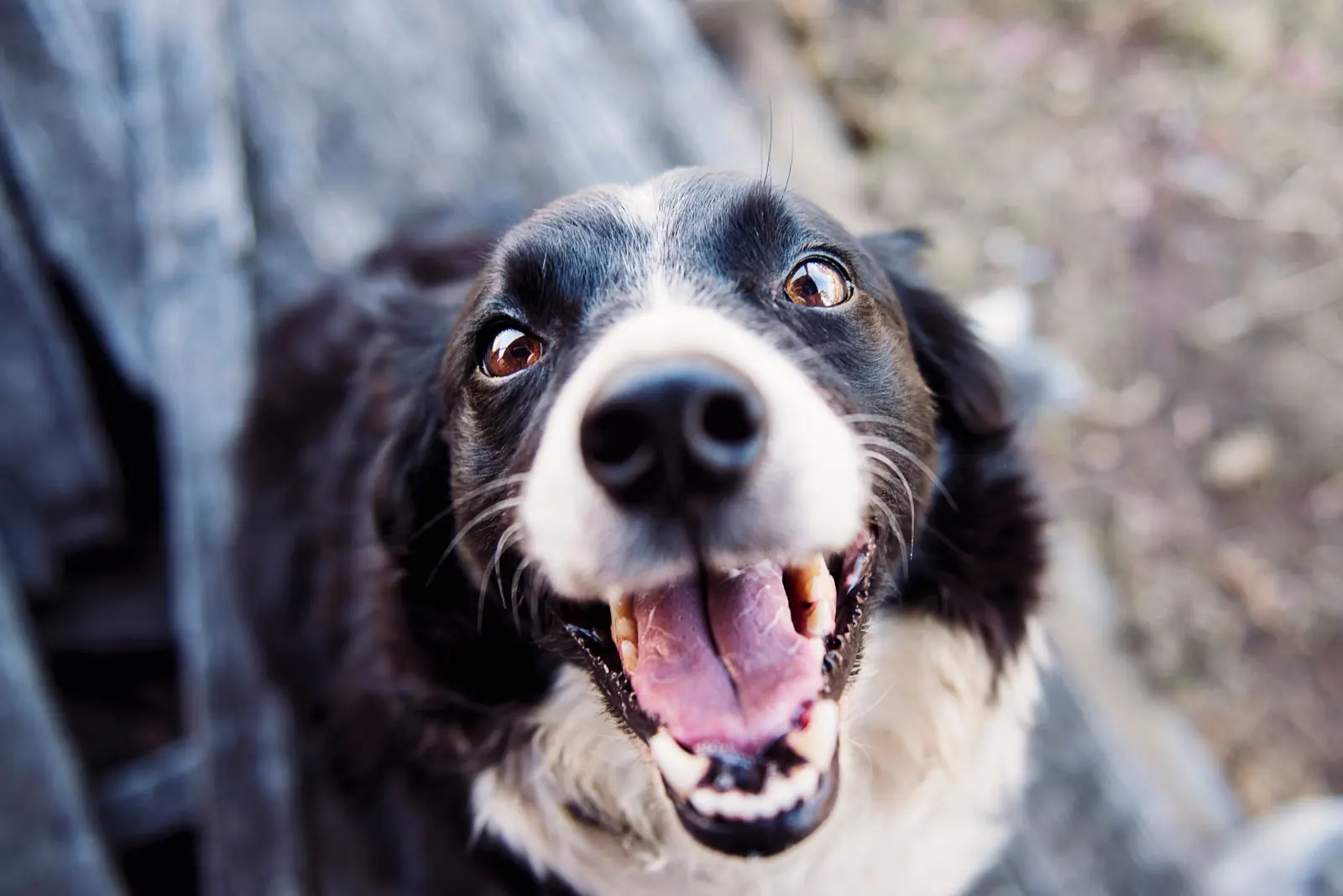 公園の犬