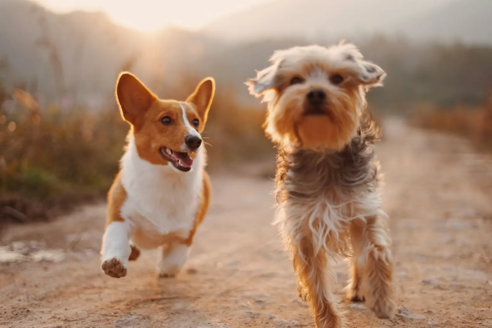 緑の中を走る犬